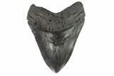 Fossil Megalodon Tooth - Georgia #121158-2
